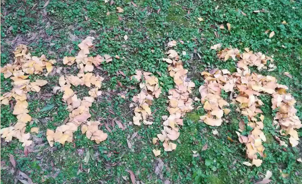 在四川城市技師學(xué)院遇見(jiàn)最美的你