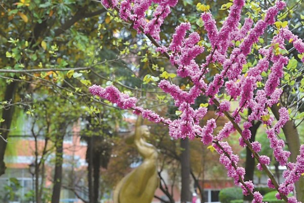春天的四川師范大學(xué)校園