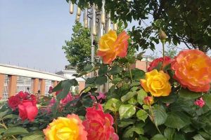 四川中職學校四川師范大學幼師學院致全校青年的信
