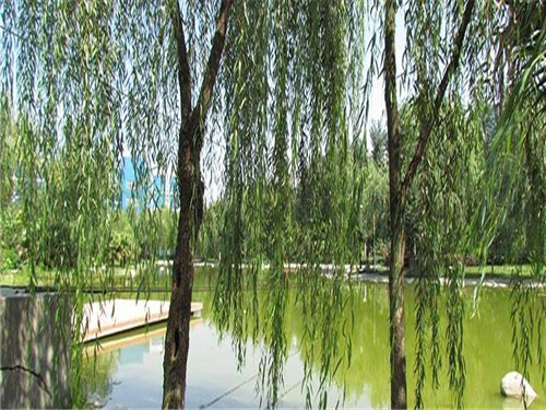 成都希望職業(yè)學校幼師專業(yè)方向介紹