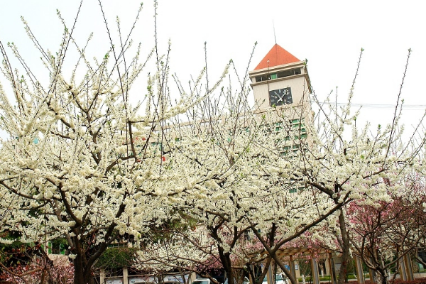 江油中學(xué)在四川排名