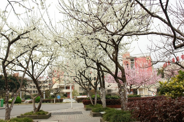 綿陽市江油中學(xué)和江油一中哪個好