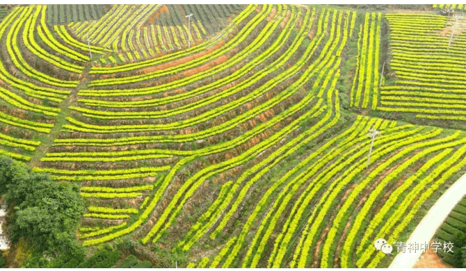 青神中學(xué)